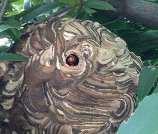 コガタスズメバチの巣